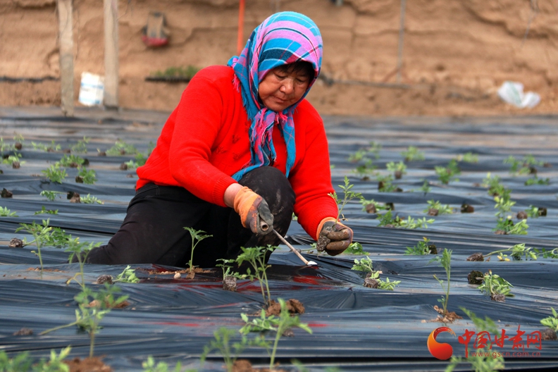 春風又度玉門關(guān)  鳴沙山下春耕忙（組圖）