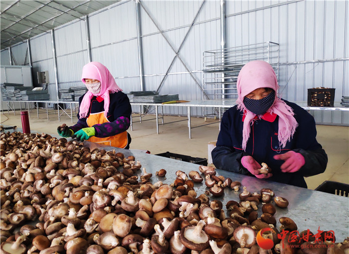 【甘肅省決戰(zhàn)決勝脫貧攻堅(jiān)】錯(cuò)峰上市搶市場(chǎng)  隴南宕昌種植香菇顯優(yōu)勢(shì)