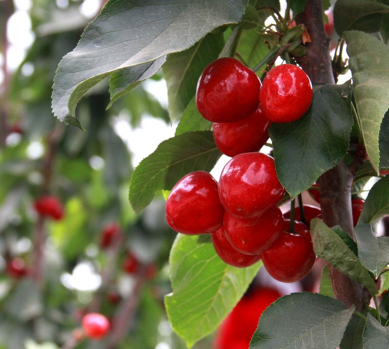 趕緊約起來！民勤紅旗谷櫻桃采摘園開園啦！