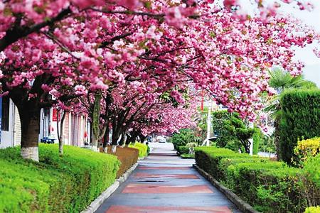 【印象隴原】去兩當，與櫻花赴約