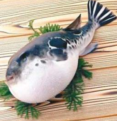 蘭州市市場(chǎng)監(jiān)督管理局發(fā)布通告禁止違法加工、經(jīng)營(yíng)河豚魚