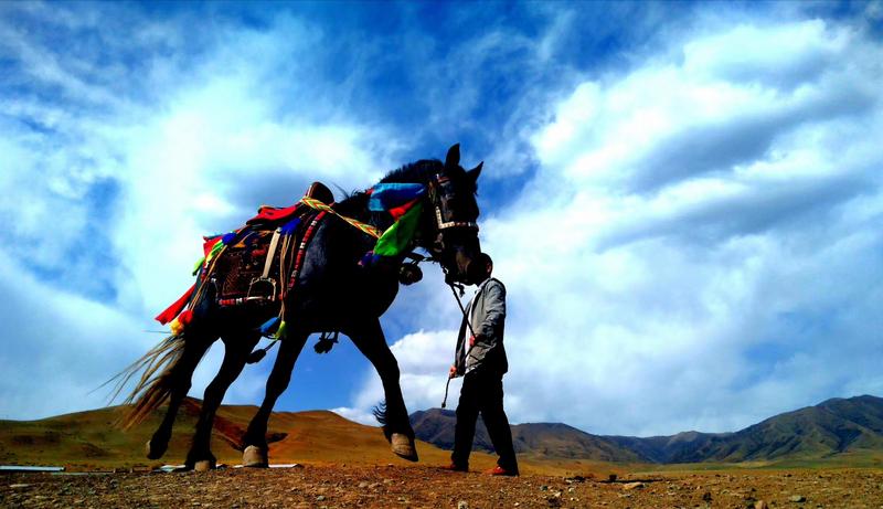 好消息！天祝被命名為“中國高原走馬之鄉(xiāng)”
