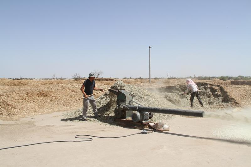 【走向我們的小康生活】付大圣茴香產業(yè)脫貧記