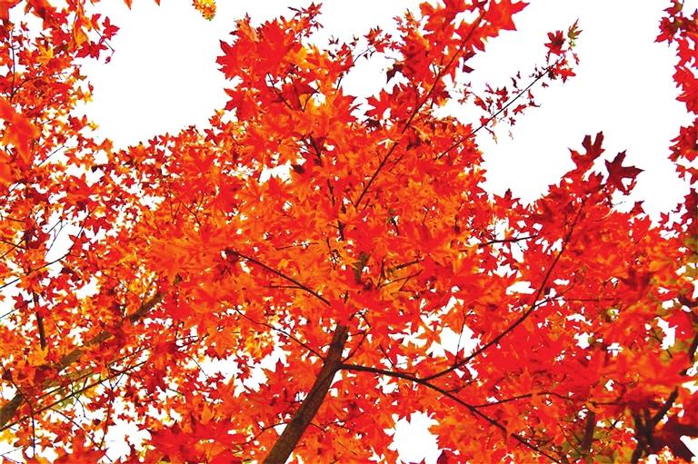 出彩啦！蘭州高校秋景驚艷來襲，快到秋日調(diào)色盤里pick你的母校