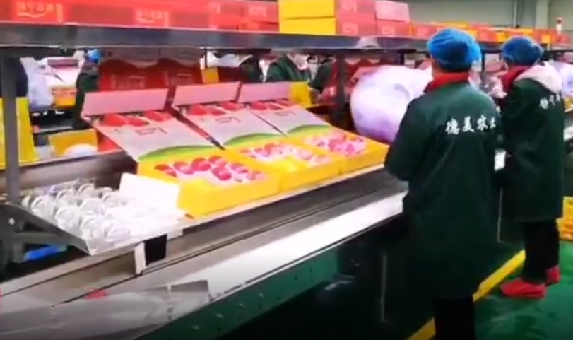 【獨(dú)家視頻】快訊丨甘肅省委副書(shū)記、代省長(zhǎng)任振鶴在靜寧縣調(diào)研蘋果產(chǎn)業(yè)發(fā)展