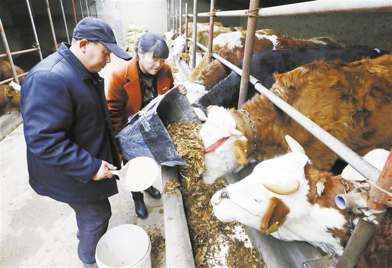 我和我的家鄉(xiāng)丨定西臨洮縣黨家墩村：“?！碑a(chǎn)業(yè)帶來(lái)“牛”日子