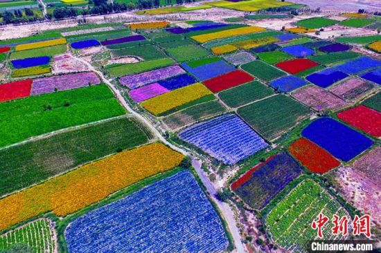 甘肅酒泉：除了天時(shí)地利，還有一“種”力