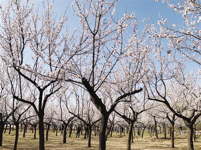 唐汪川的杏花開(kāi)了！周邊游再添好去處