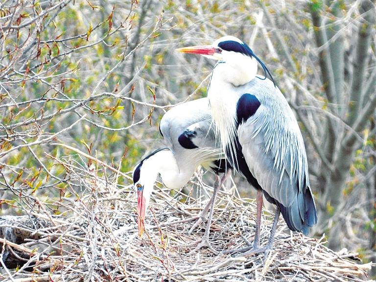 臨夏州康樂縣： 鄉(xiāng)村生態(tài)美 蒼鷺來(lái)“安家”