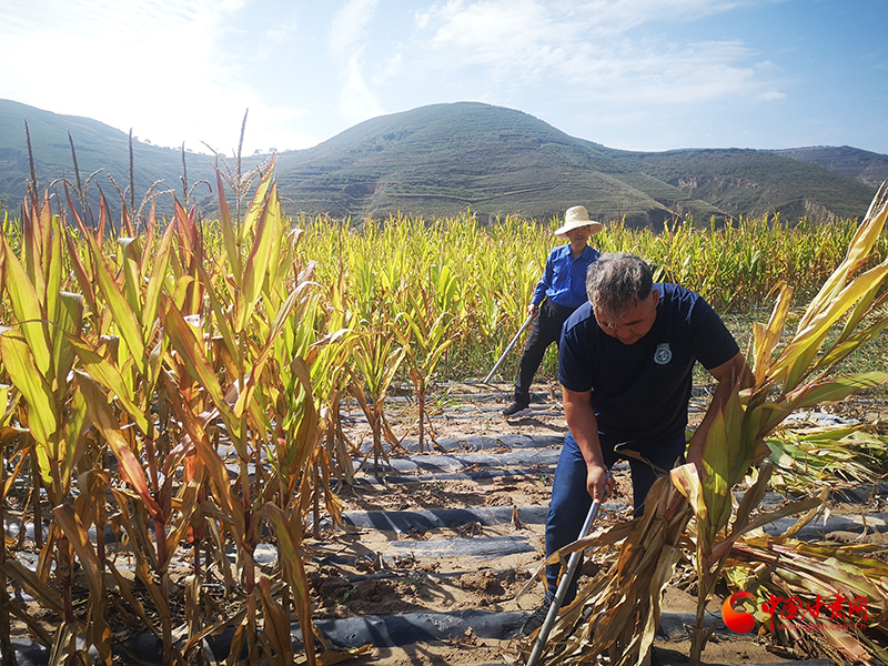 【慶豐收 感黨恩】定西安定：劉鴻奎的豐收節(jié)！