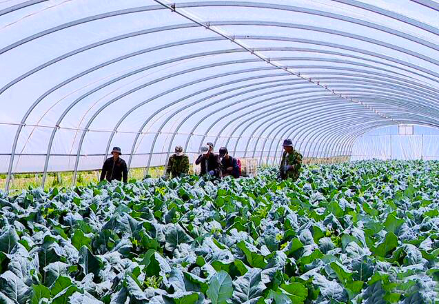 山丹：立足特色 以“小產(chǎn)業(yè)”書(shū)寫(xiě)鄉(xiāng)村振興“大文章”