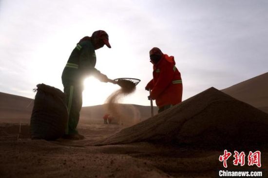 圖為“駱駝保姆”用土方法清理駝糞?！垥粤?攝