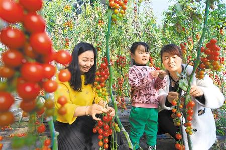 酒泉市肅州區(qū)東洞戈壁產(chǎn)業(yè)園里的圣女果、人參果陸續(xù)成熟上市