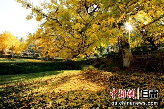 隴南徽縣銀杏樹最美的時候，當屬每年的10月至11月。圖為樹葉已染黃的銀杏樹。張承榮 攝
