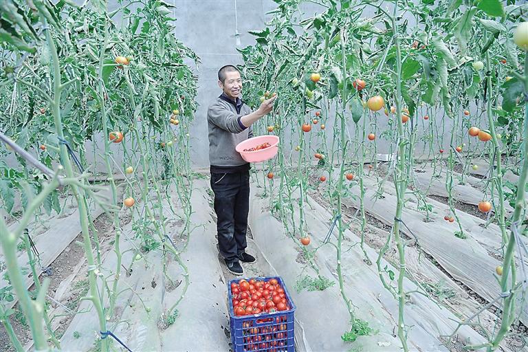 臨夏縣尹集、刁祁鎮(zhèn)易地扶貧搬遷后續(xù)產(chǎn)業(yè)園有日光溫室534座