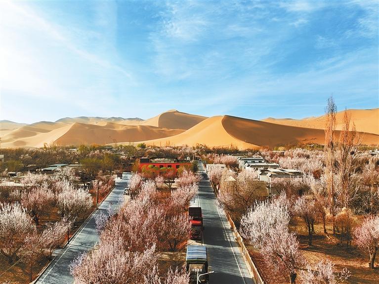 近日，敦煌鳴沙山下的李廣杏杏花陸續(xù)開放，美如畫卷。新甘肅·甘肅日報通訊員　張曉亮