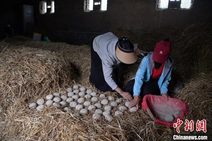 酒曲成型之后入曲房，入室之前要灑水，再鋪青稞草，防止曲塊的水分被吸走，曲房?jī)?nèi)有通風(fēng)道、窗戶、暖氣、電熱爐等各種控制曲房溫度的設(shè)備。圖為5月10日，工作人員將成型的曲塊搬運(yùn)到曲房。九美旦增　攝