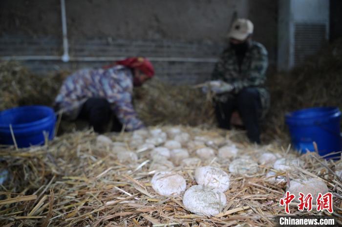 酒曲從曲坯入房培養(yǎng)到培養(yǎng)結(jié)束，整個(gè)培養(yǎng)周期控制在4至8天，曲坯的要求光滑，軟硬適宜，手按曲坯不松散，結(jié)實(shí)，薄厚一致。圖為5月10日，工作人員準(zhǔn)備將培養(yǎng)好的曲坯拿到外面晾曬。九美旦增　攝