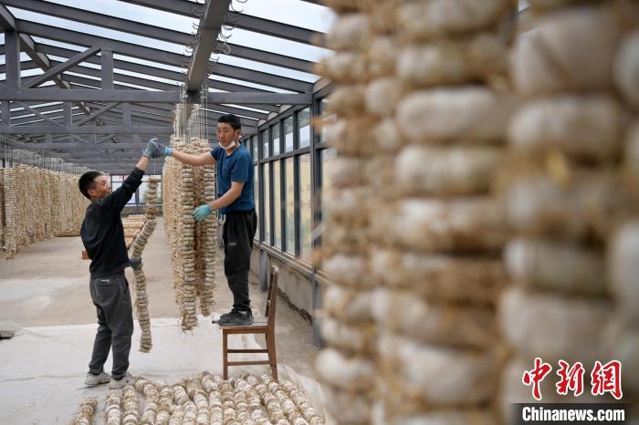 圖為5月10日，工作人員將用青稞面和青稞草等制成的曲坯用繩子串起來(lái)晾曬。九美旦增　攝