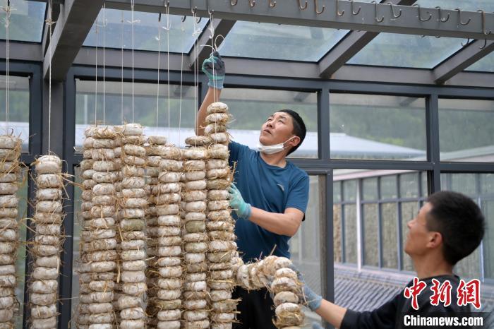 圖為5月10日，工作人員將用青稞面和青稞草等制成的曲坯用繩子串起來(lái)晾曬。九美旦增　攝