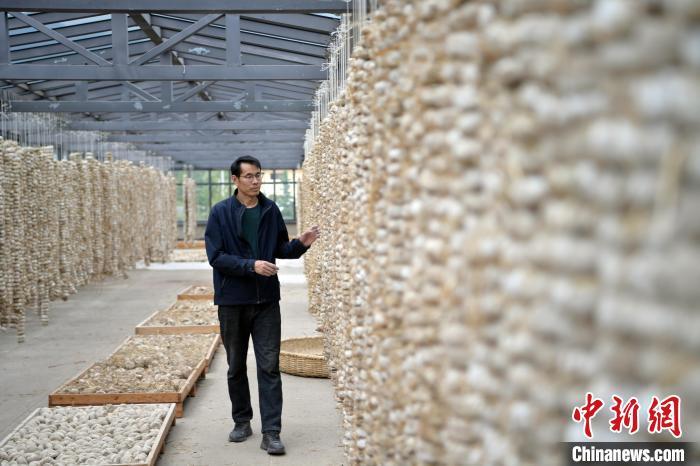 圖為5月10日，工作人員檢查晾曬的曲胚。九美旦增　攝