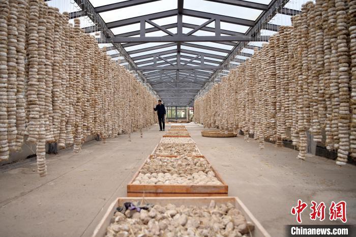 圖為5月10日，工作人員檢查晾曬的曲胚。九美旦增　攝