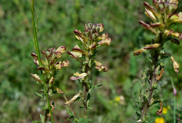 1722582263451461.jpg 26-2.jpg