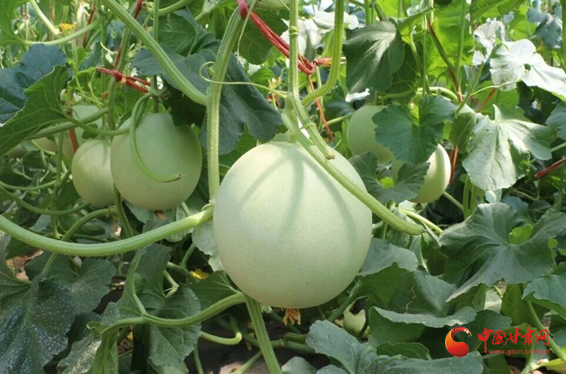 瓜州：戈壁寒冬結(jié)“金果”秋延蜜瓜熱銷暖農(nóng)心