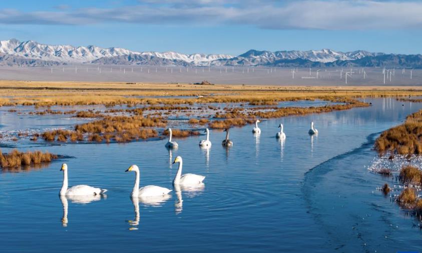 河西走廊：候鳥遷徙路線上的“生態(tài)驛站”